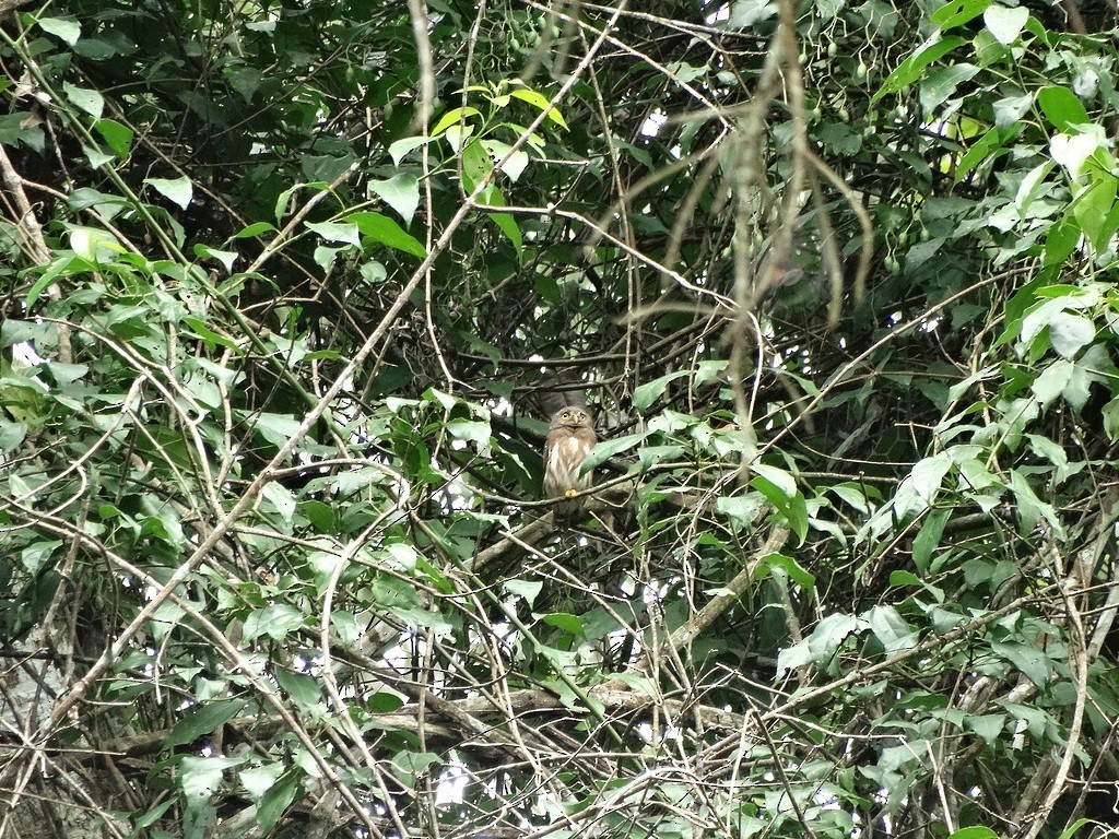 Amazonian Pygmy-Owl - ML46458051