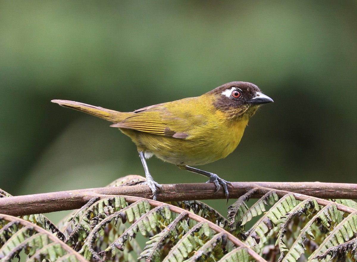 Common Chlorospingus (Central Panama) - adam zions