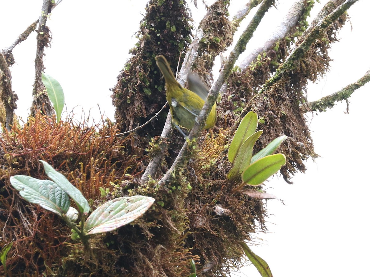 Common Chlorospingus (Central Panama) - ML464580891