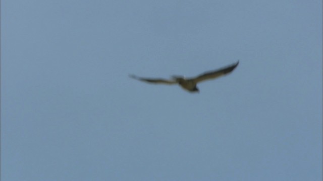 Swainson's Hawk - ML464581