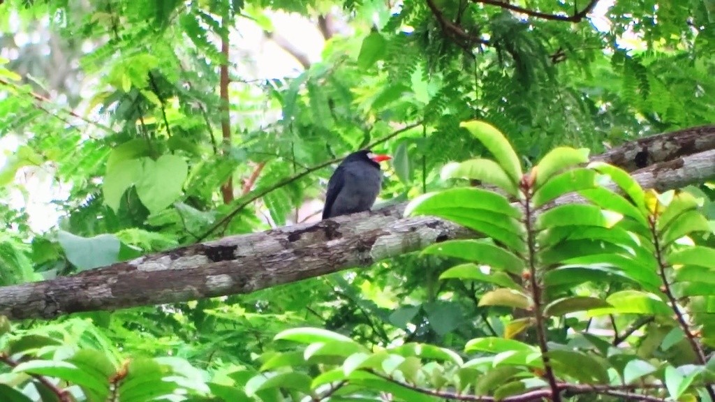 White-fronted Nunbird - ML46458131