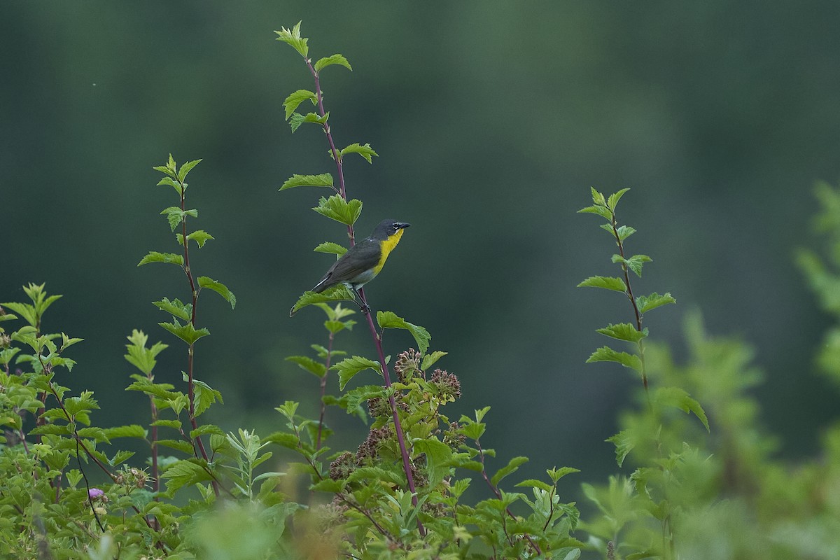 Yellow-breasted Chat - Jack Williamson