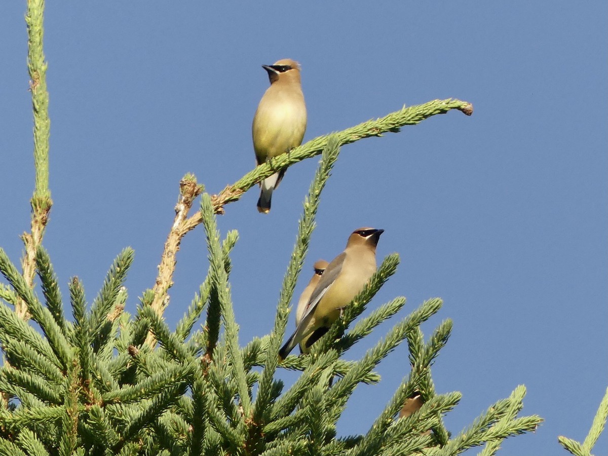 Cedar Waxwing - Suzanne Cholette