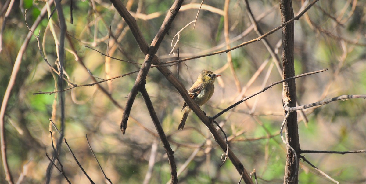 Western Flycatcher (Cordilleran) - ML464582561