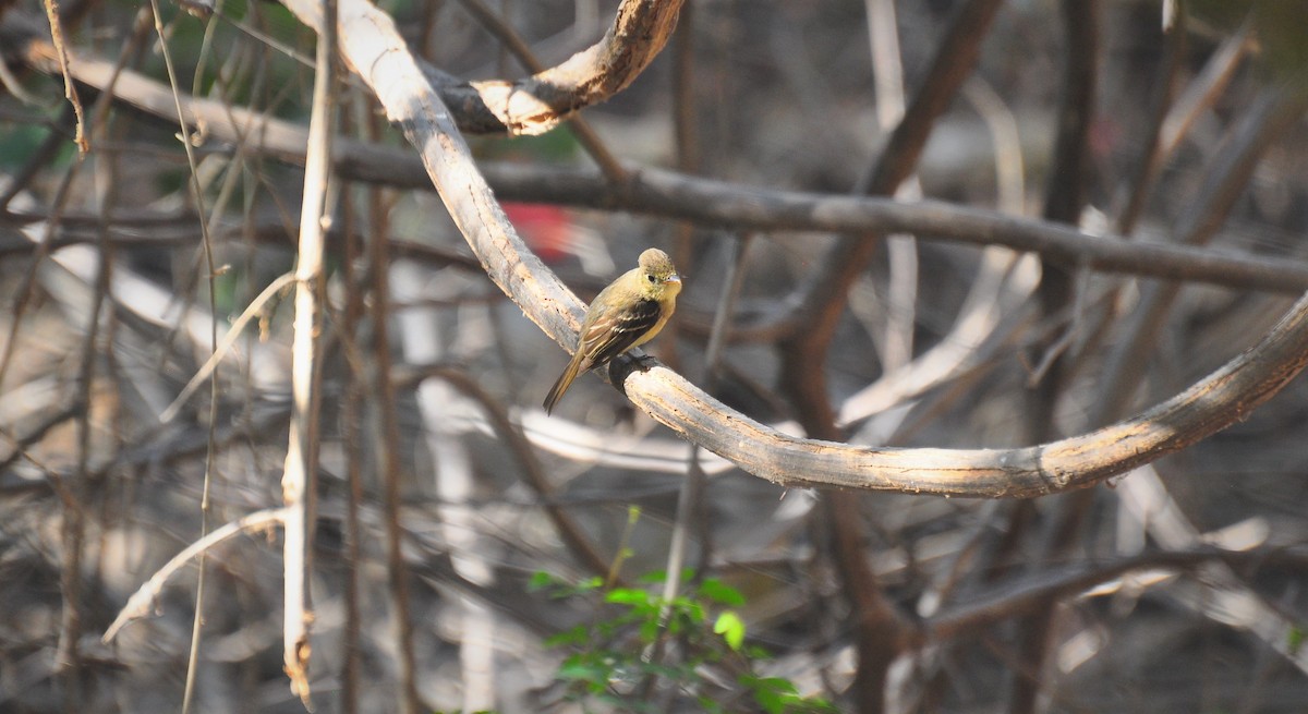 Western Flycatcher (Cordilleran) - Michael Rehman