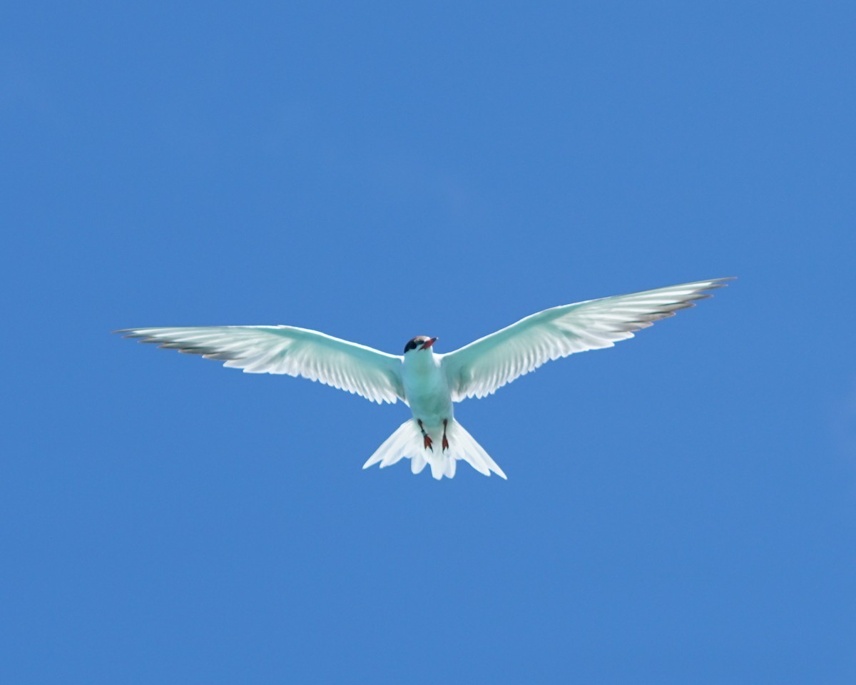 Common Tern - ML464582931