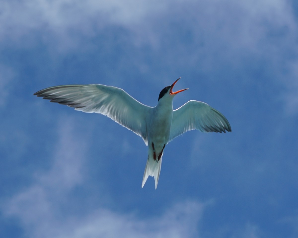 Common Tern - ML464582941