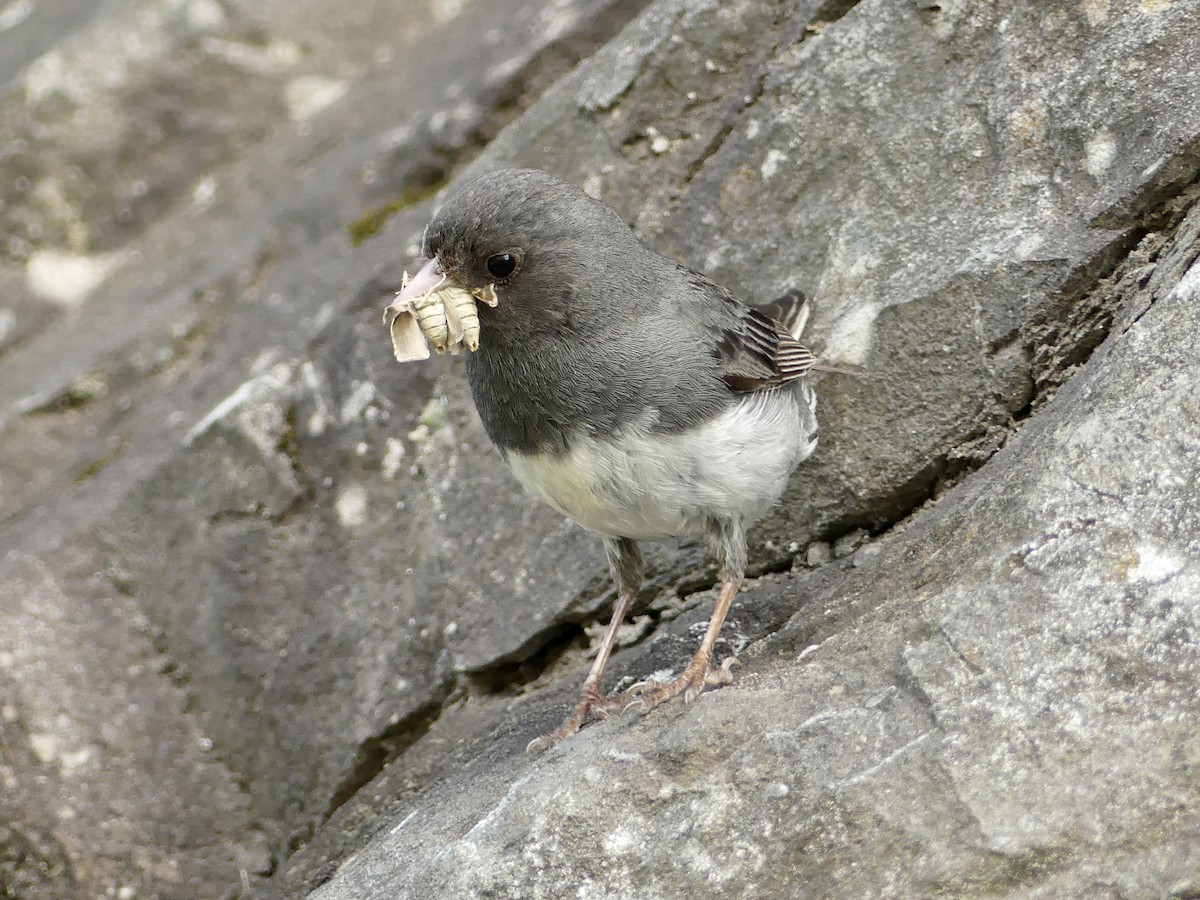 Dark-eyed Junco - Suzanne Cholette