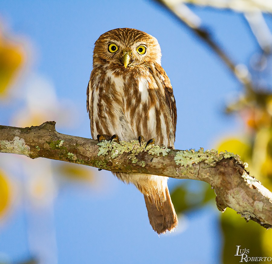 Ferruginous Pygmy-Owl - ML464584341