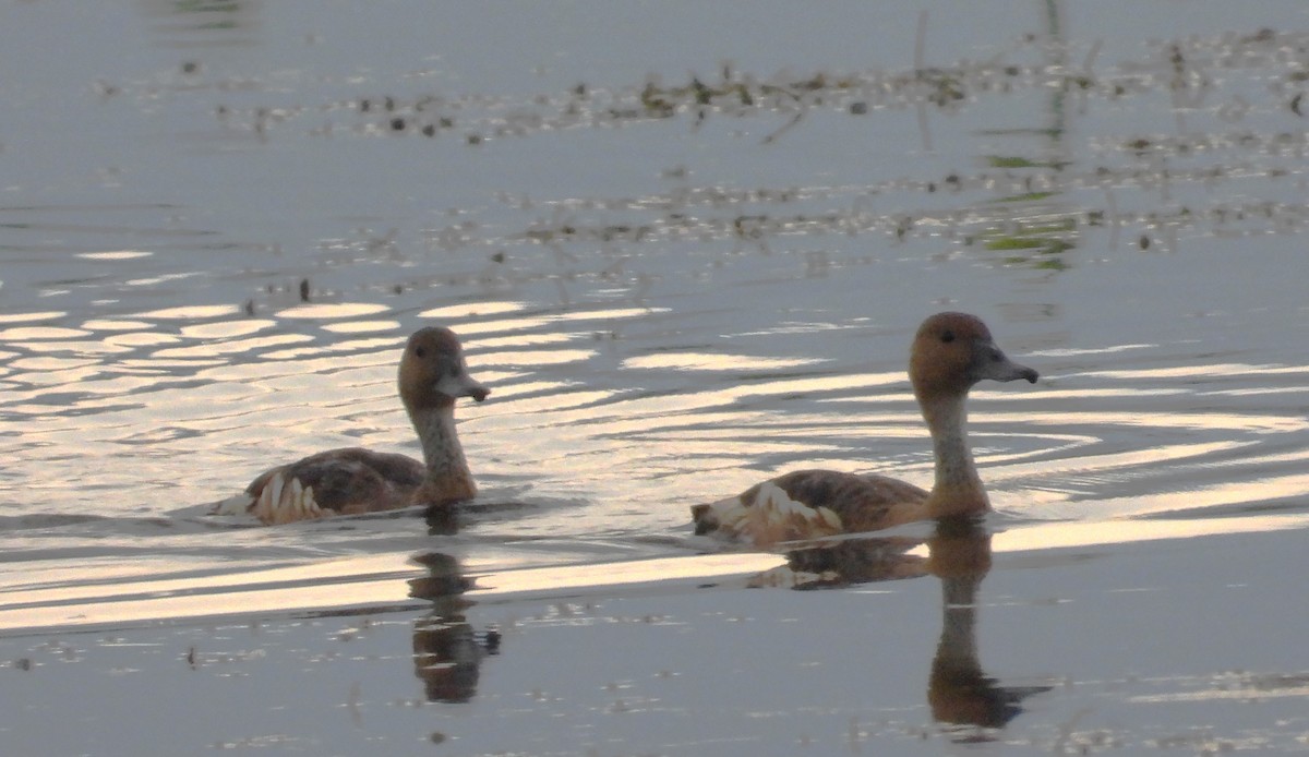 Fulvous Whistling-Duck - ML464584471