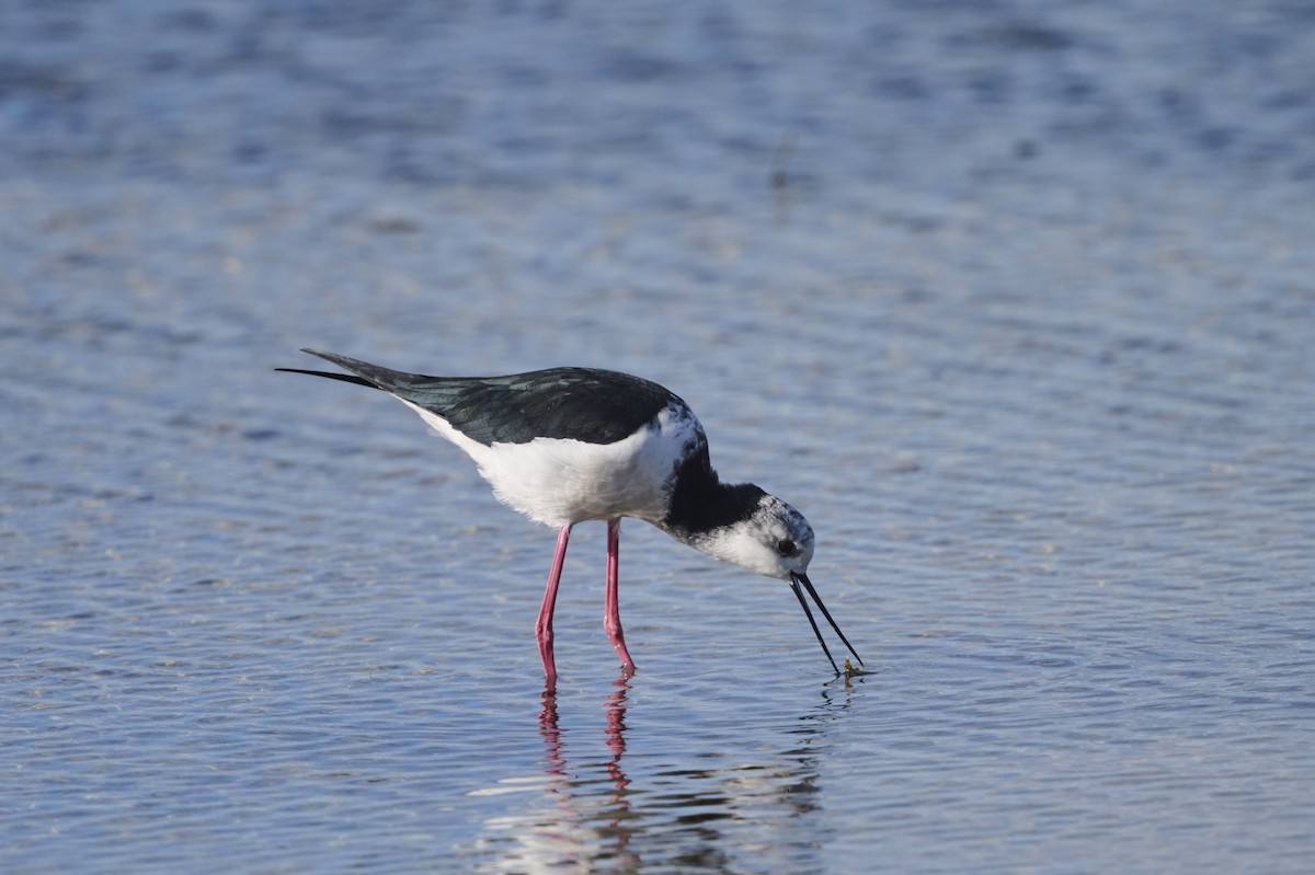 Pied Stilt - ML464584961