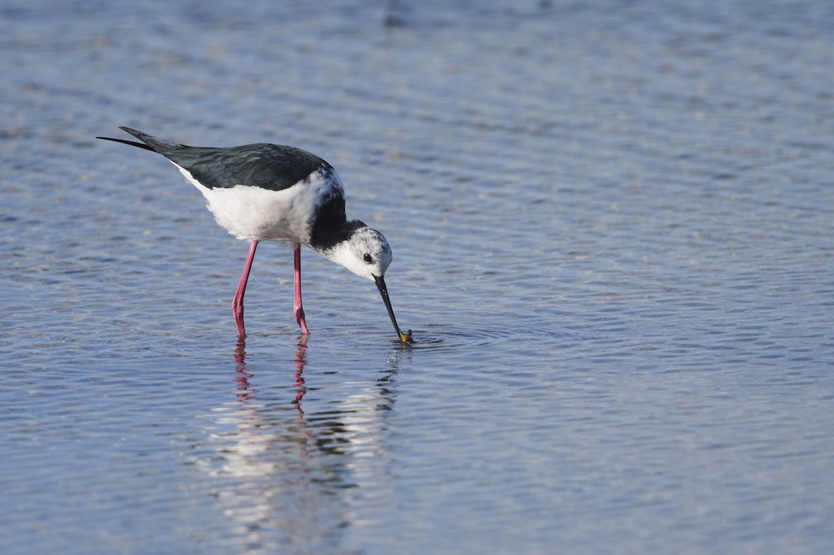 Pied Stilt - ML464585031