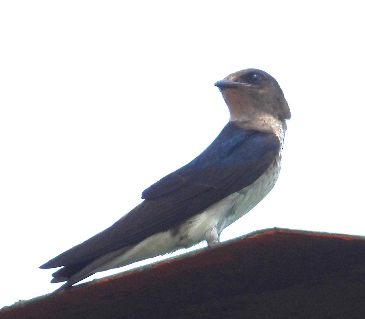 Gray-breasted Martin - ML464585391