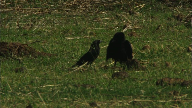 Bronzed Cowbird (Bronzed) - ML464586