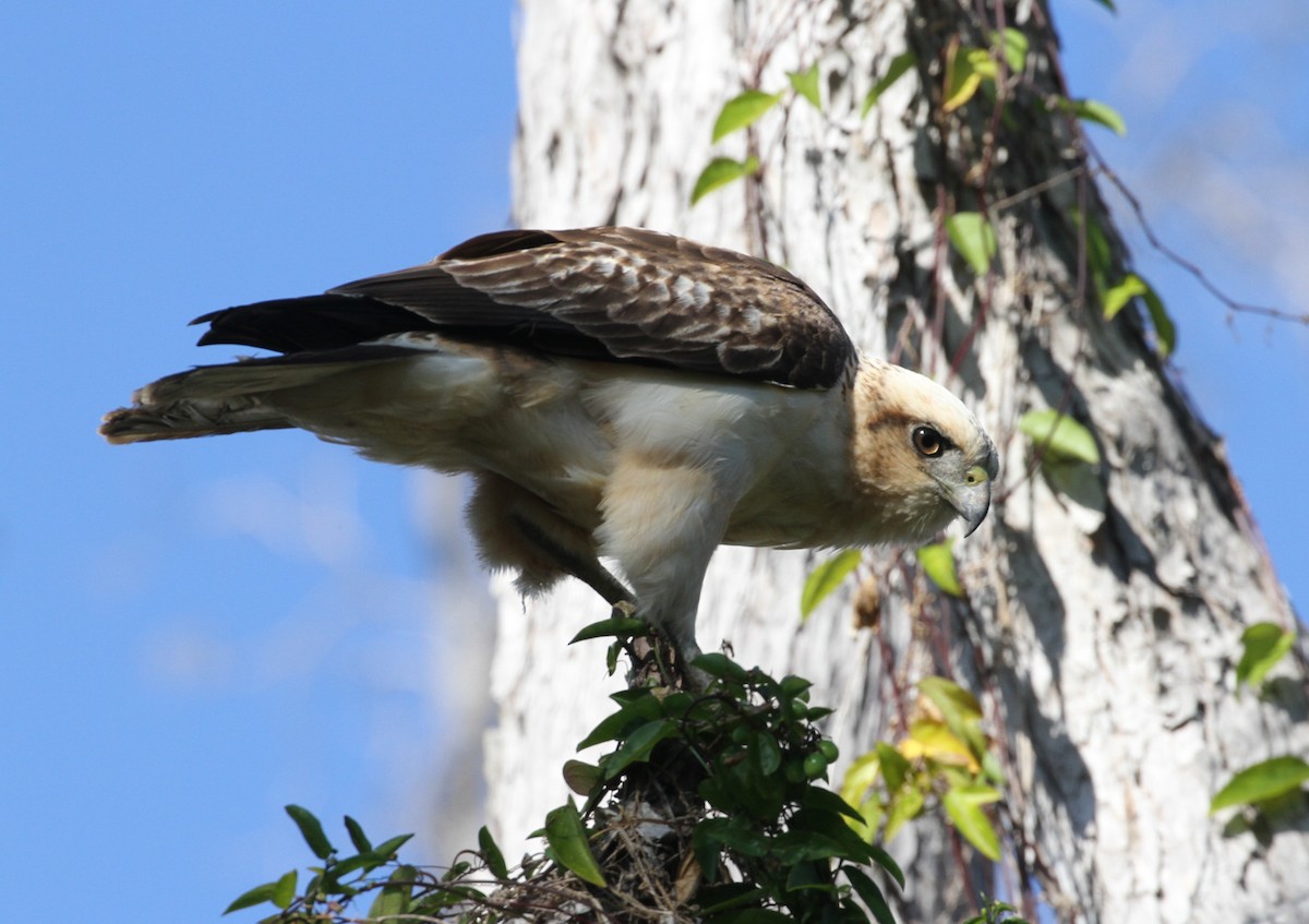 Hawaiian Hawk - ML46458651