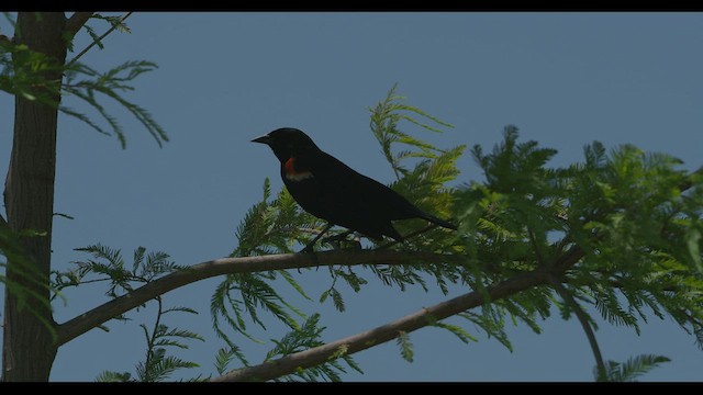 Red-winged Blackbird - ML464586641