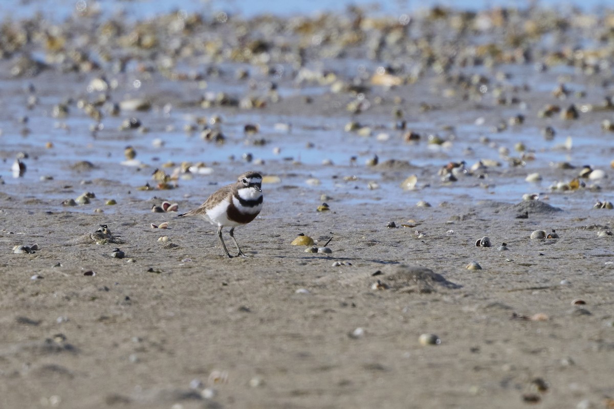 Double-banded Plover - ML464586911