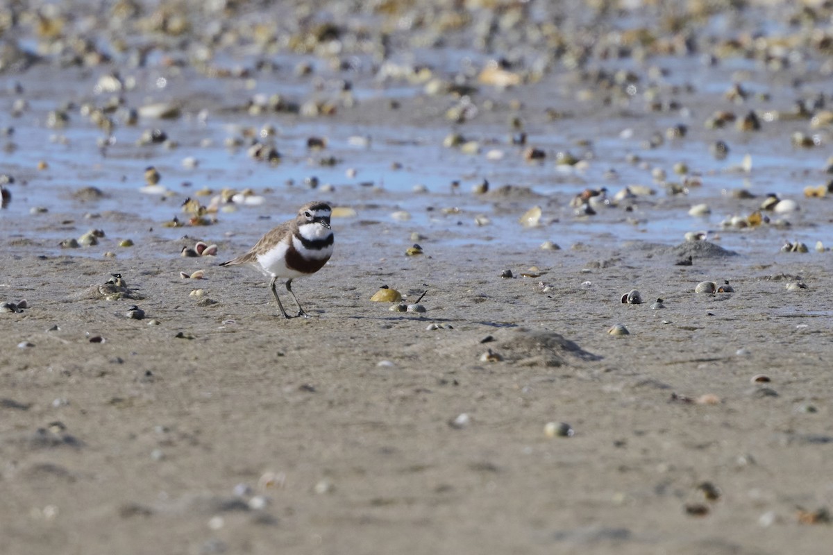 Double-banded Plover - ML464586981