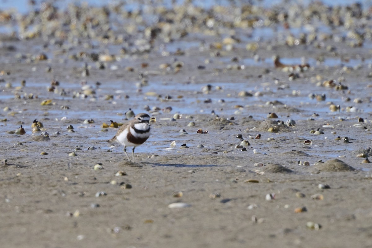 Double-banded Plover - ML464587021