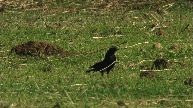 Bronzed Cowbird (Bronzed) - ML464588