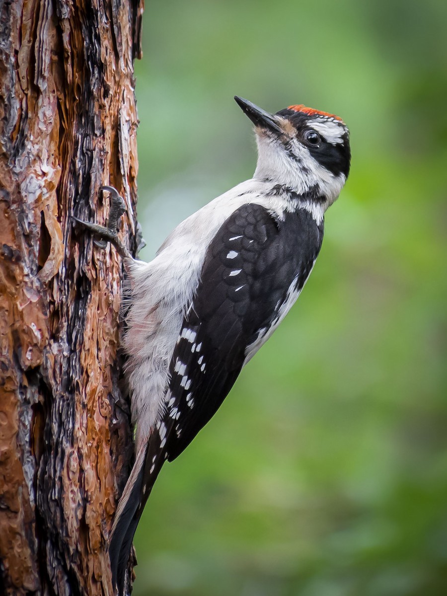 Hairy Woodpecker - ML464588201