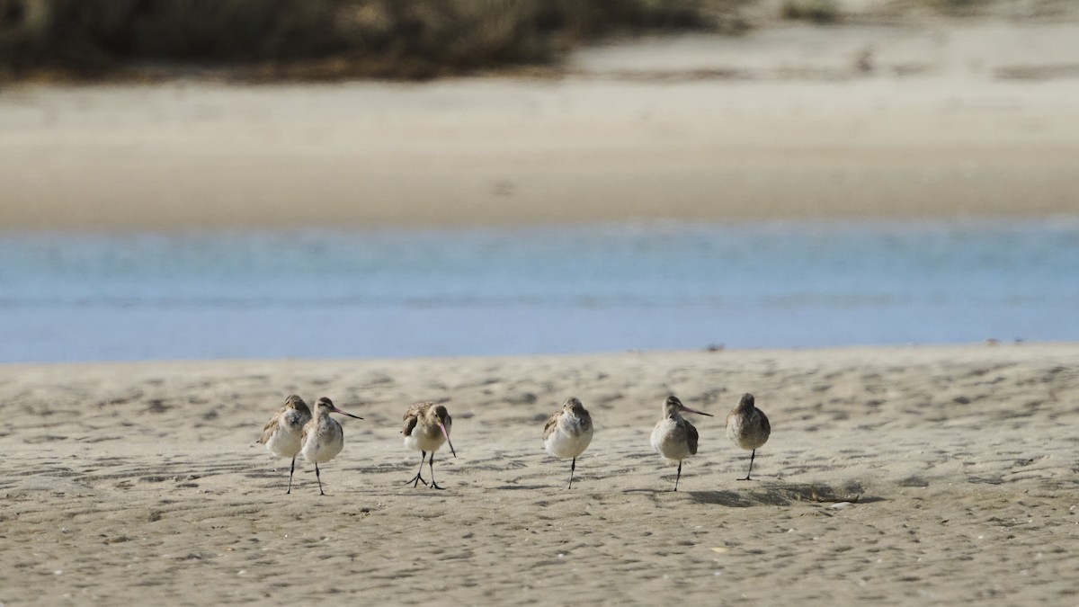 Bar-tailed Godwit - ML464589561