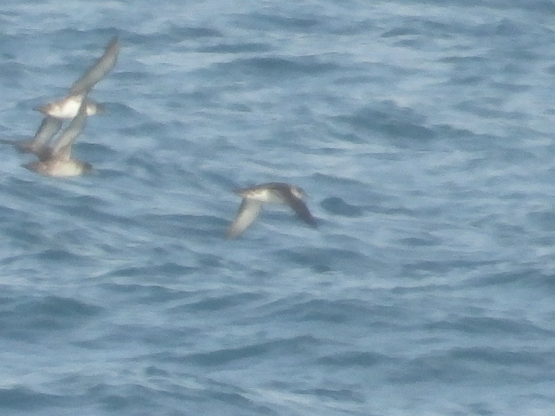 Yelkouan Shearwater - ML464590011