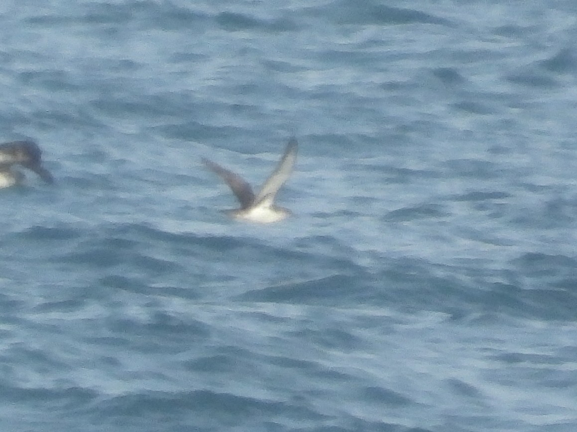 Yelkouan Shearwater - ML464590161