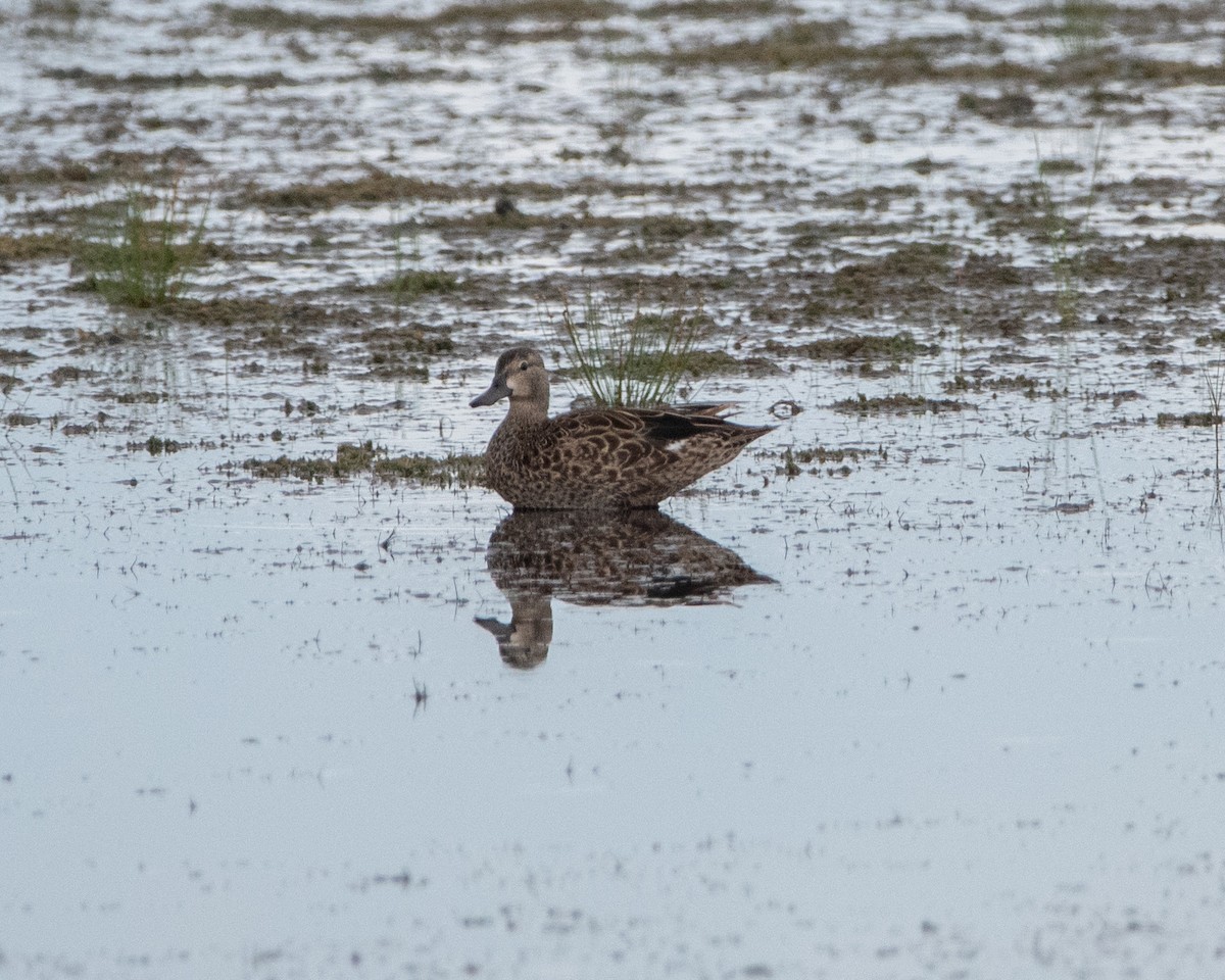 Blue-winged Teal - ML464590991