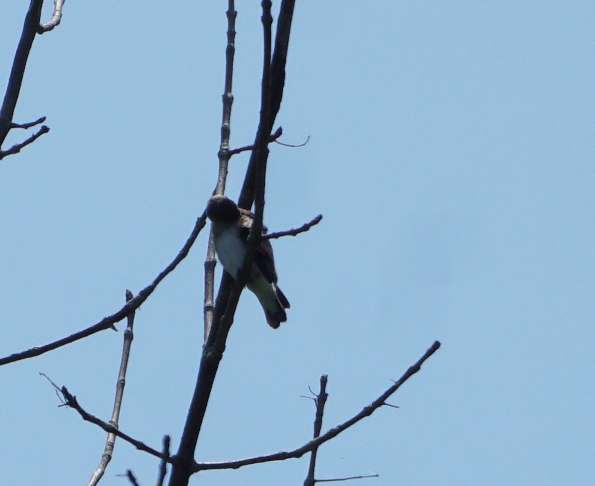 Hirondelle à ailes hérissées - ML464591451