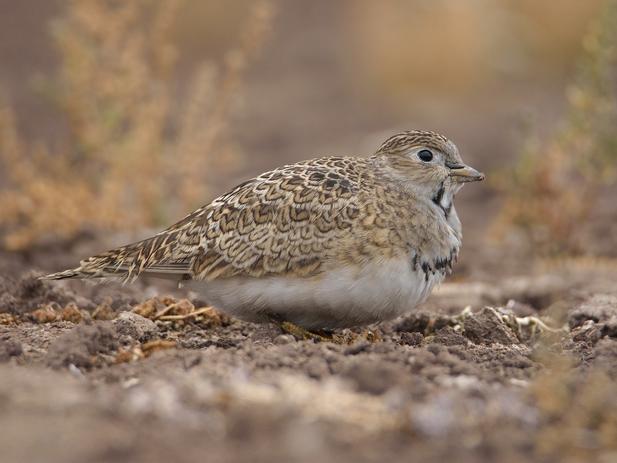 Least Seedsnipe - ML464591711