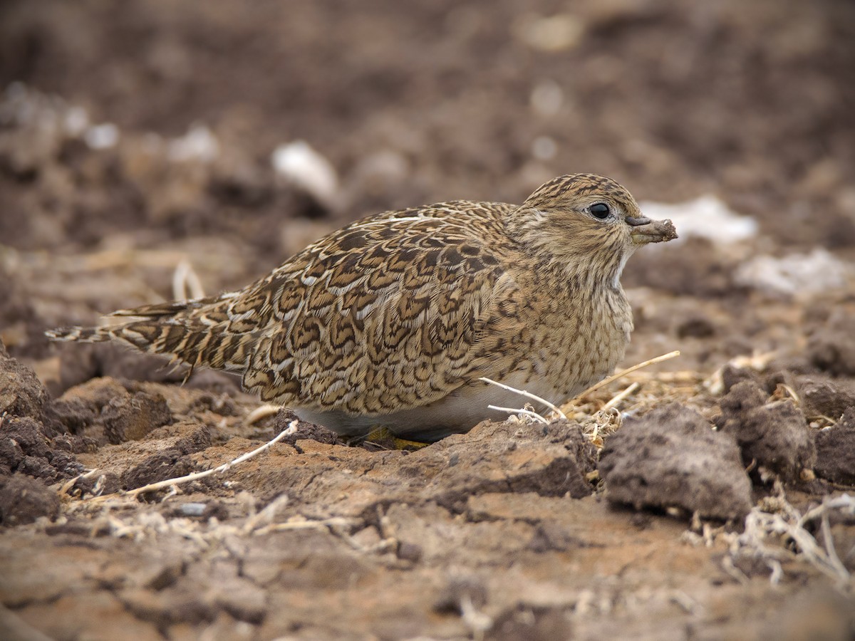Least Seedsnipe - ML464591721