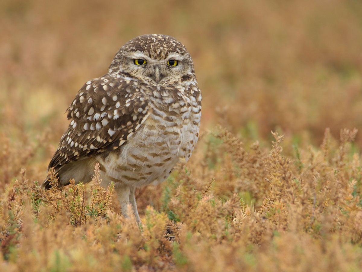 Burrowing Owl - ML464591771