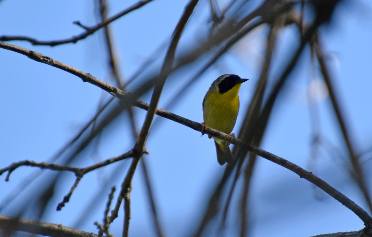 Common Yellowthroat - ML464591841