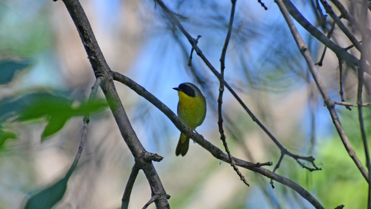 Common Yellowthroat - ML464591861