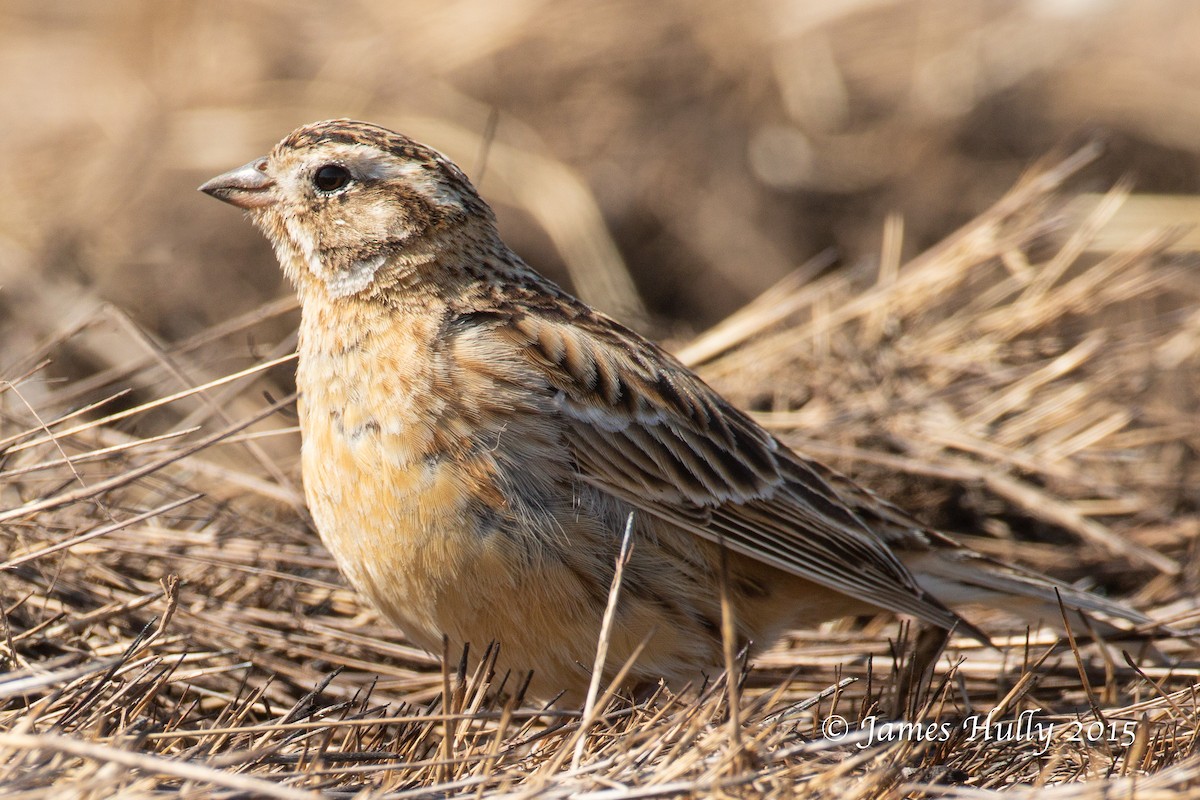 Smith's Longspur - James Hully