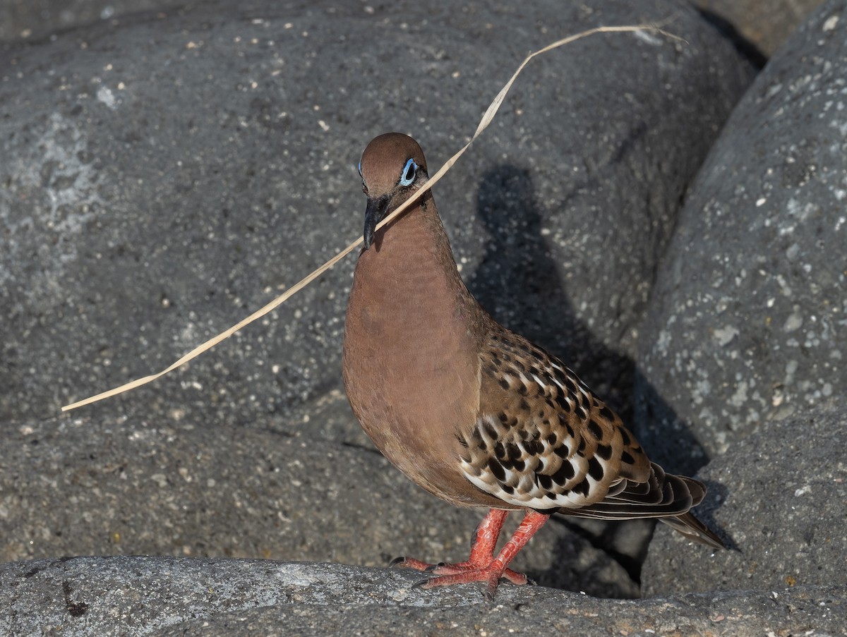 Galapagos Dove - ML464593951