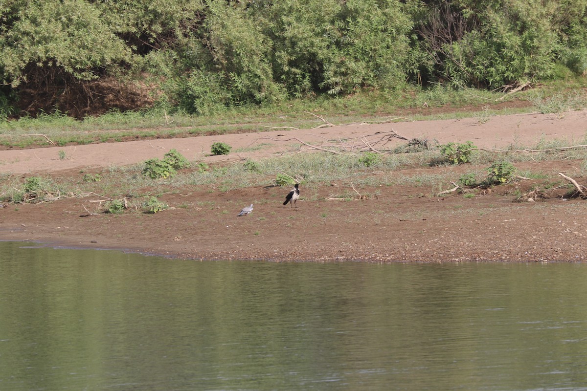 Hooded Crow (Mesopotamian) - ML464593971