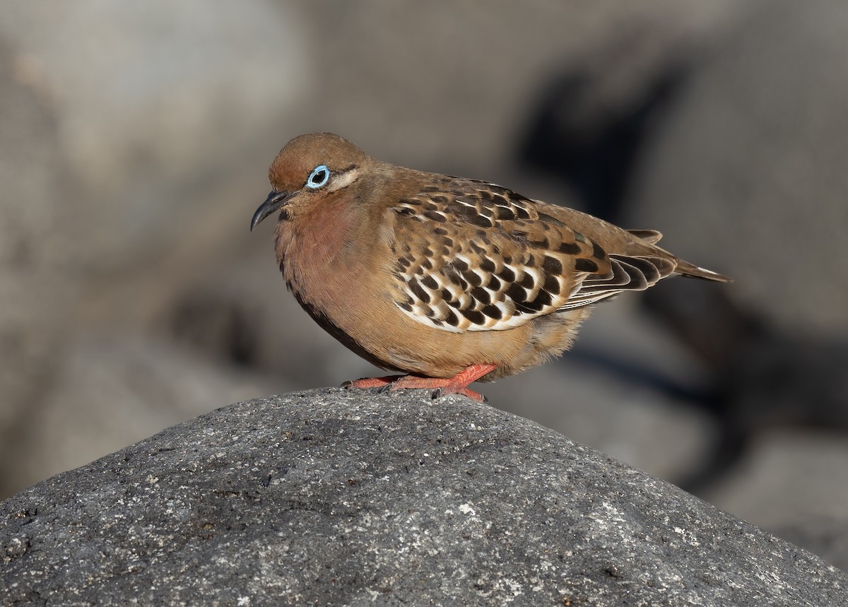 Galapagos Dove - ML464593981