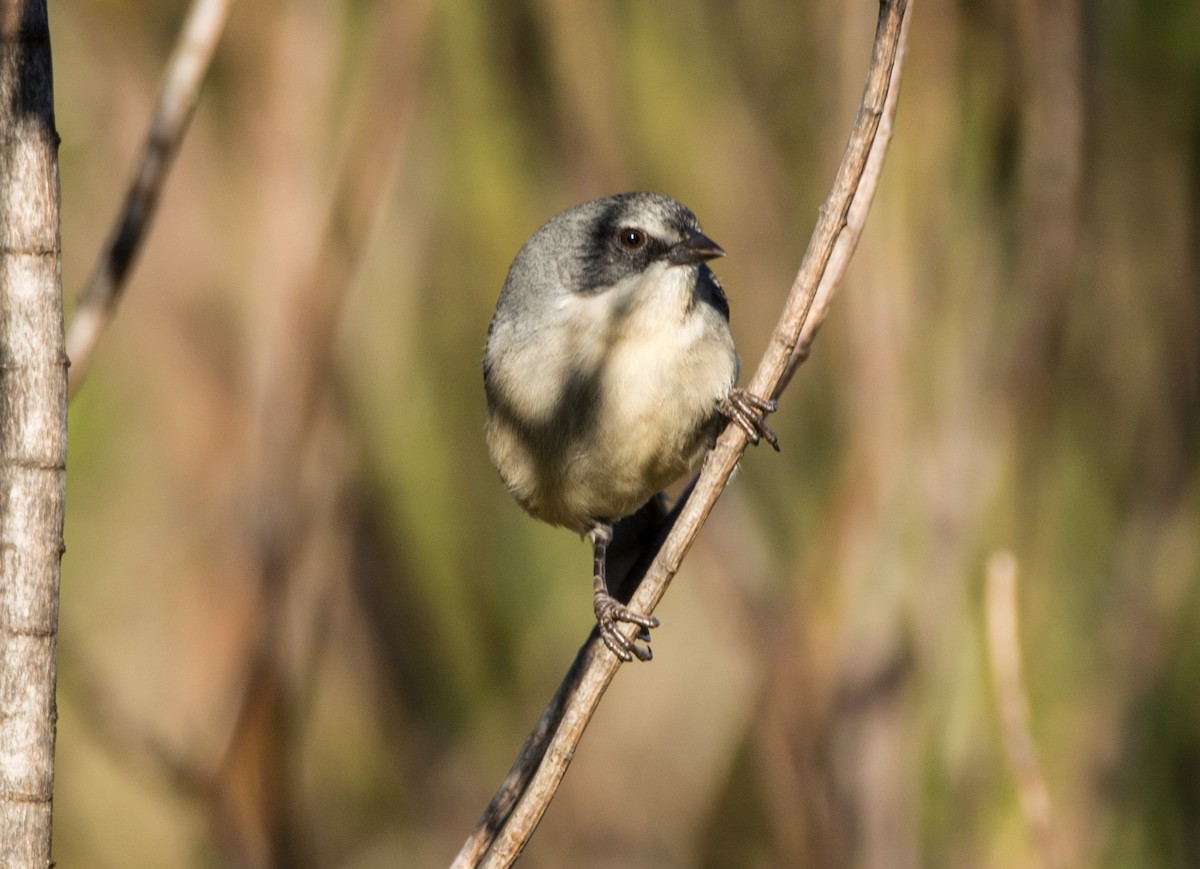 Gray-backed Tachuri - ML464594041