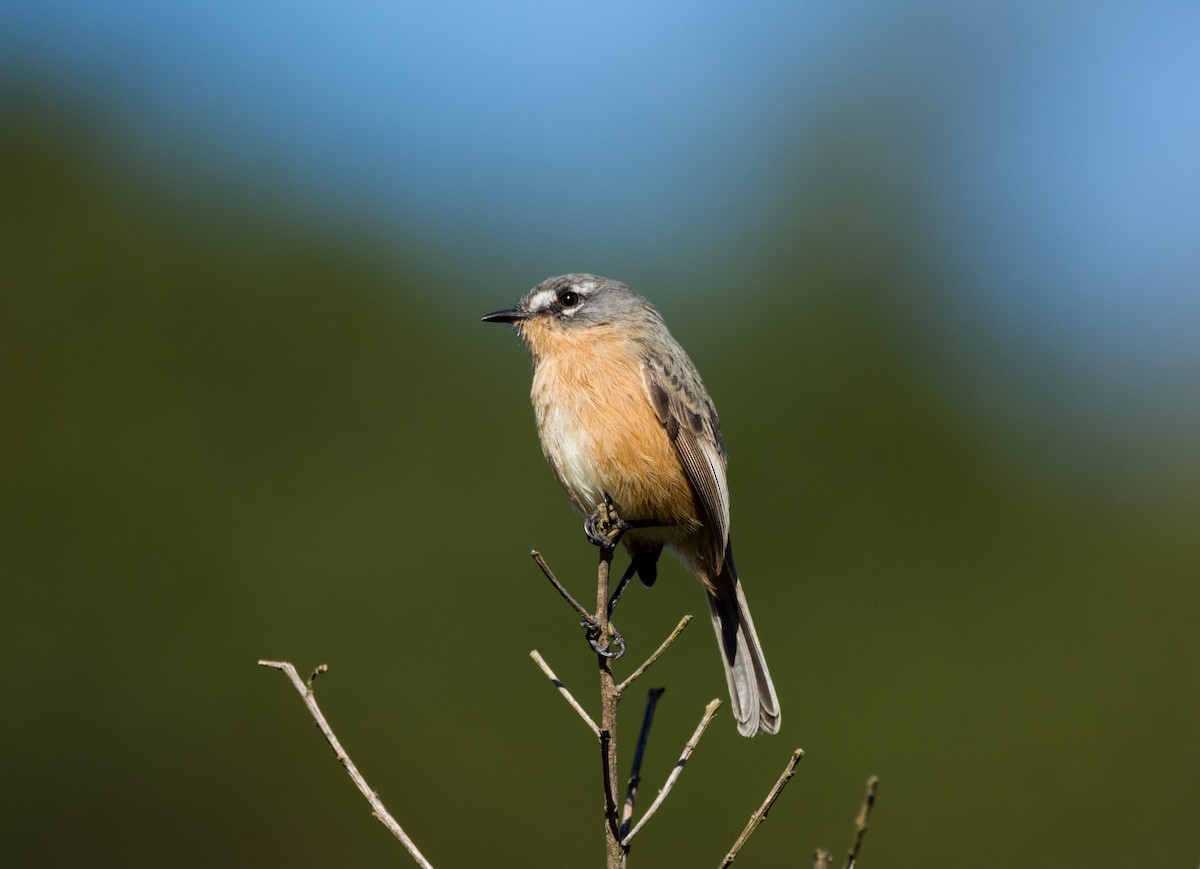 Gray-backed Tachuri - ML464594061