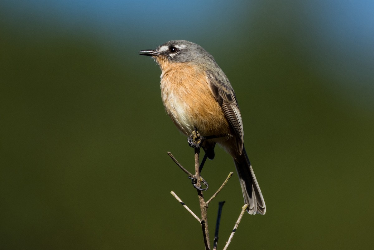 Gray-backed Tachuri - ML464594071