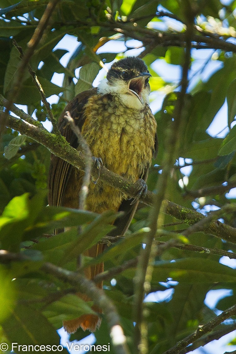 Trepamusgos Barbablanca Andino - ML464594141