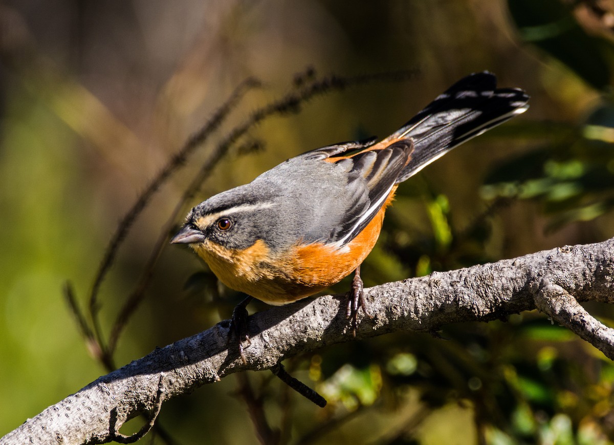 Buff-throated Warbling Finch - ML464594671