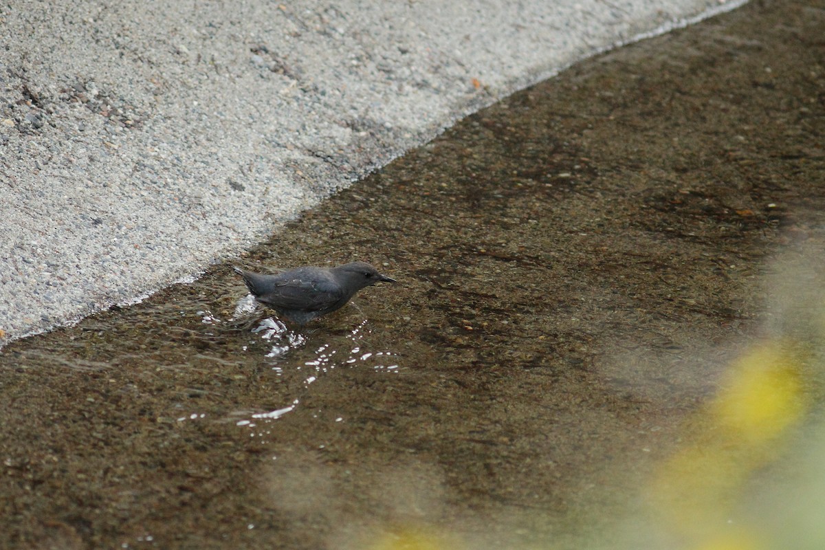 American Dipper (Northern) - ML464594871
