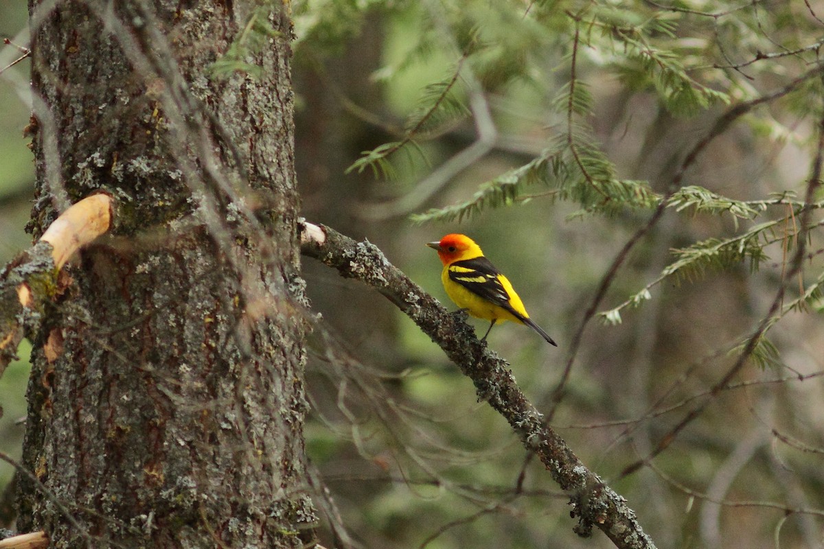 Western Tanager - ML464595021