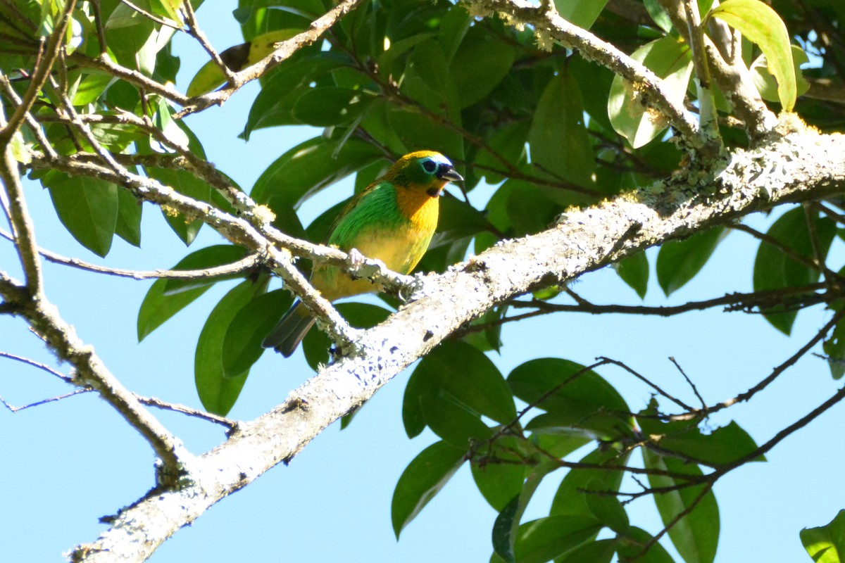 Brassy-breasted Tanager - ML464595181