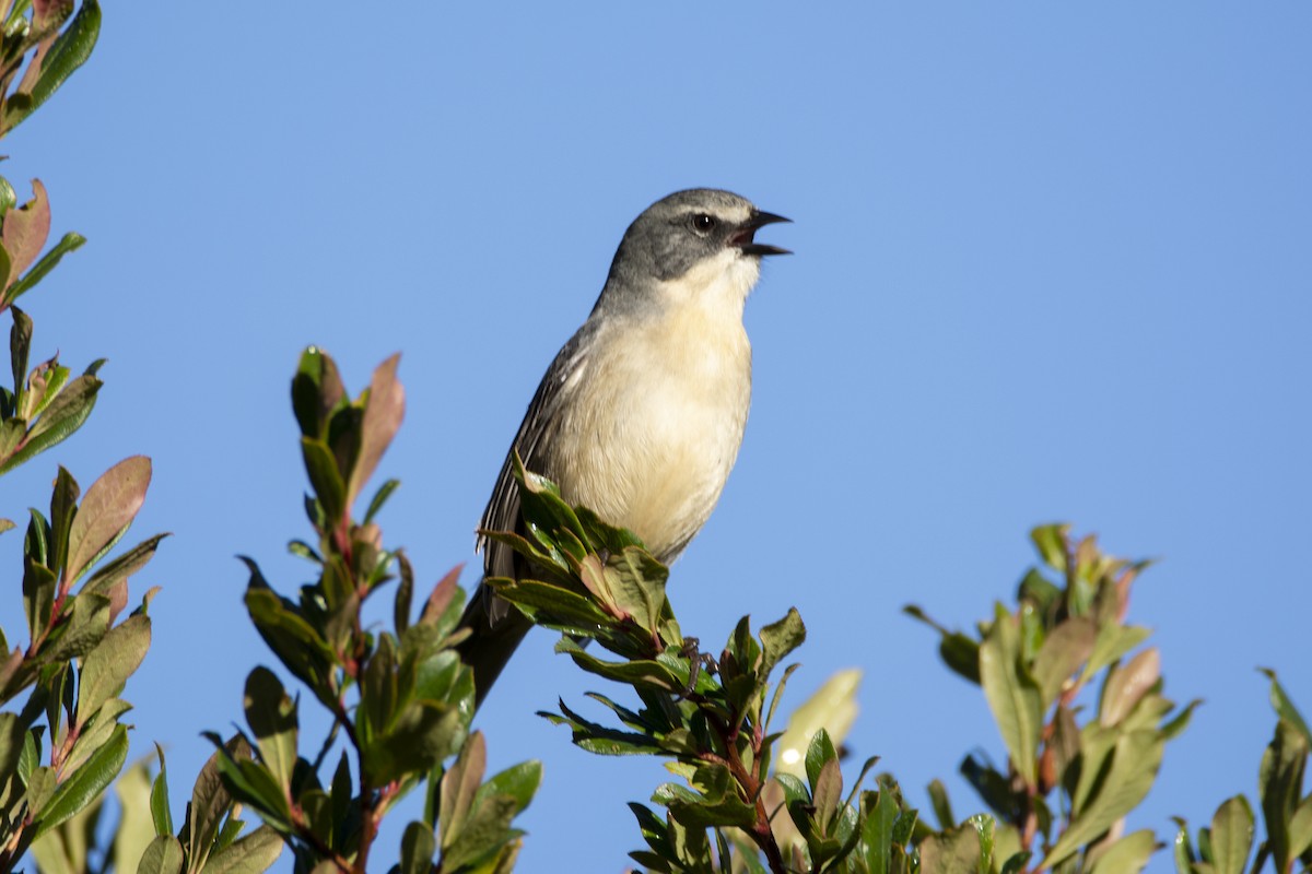 Long-tailed Reed Finch - ML464595281