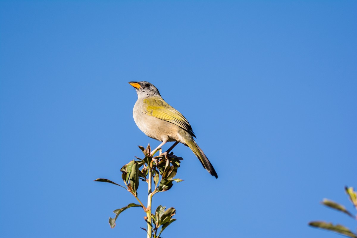 Great Pampa-Finch - ML464595391