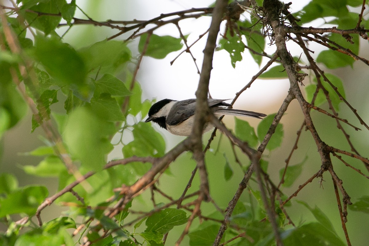 Carolina Chickadee - Scott Godshall